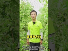 CY30 Bacillus Velezensis Bactericide Cure Tomaat Chili Anthracnose