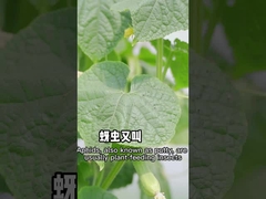 Aphids is efficiënt tegen niet-toxische pesticiden van plantaardige oorsprong