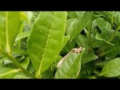 The geometrische mottenplaag is een effectief landbouwbestrijdingsmiddel: EoNPV.Bt