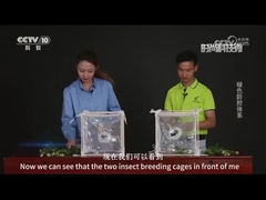 Vergelijking van virale en chemische bestrijdingsmiddelen bij het doden van bieten