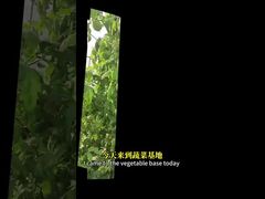 De bestrijding van witte vlieg in kruisbloemige gewassen, maïs, etc. door middel van biologische bestrijdingsmethoden