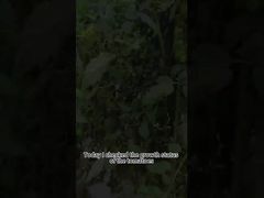 Tomaat Phytophthora biologisch pesticide Plant Phytophthora biologische bestrijding