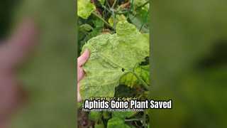 Pyrethrines bladluisbestrijding bladspray voor bladbeschadigende planten van bladluizen
