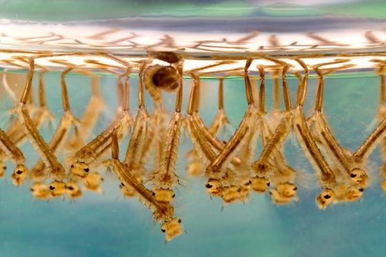 Insecticide Larvae Poison Anti Mosquitoes Powder Bacillus thuringiensis Bti