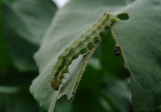 Significant aftereffect organic cotton pesticide North America African Columbia Peru Customer