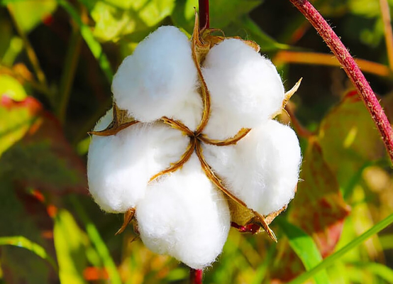 Increase cotton quality yield reduce pests damage Helicoverpa Armigera Nuclear Polyhedrosis Virus BT