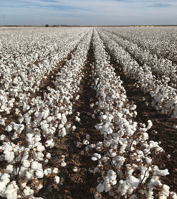 HaNPV Bt Biological Pesticide for Cotton Crops - 10 Million PIB/mL HaNPV+2000IU/mL Bt, Eco-friendly, Targets Cotton Bollworm and Tobacco Budworm