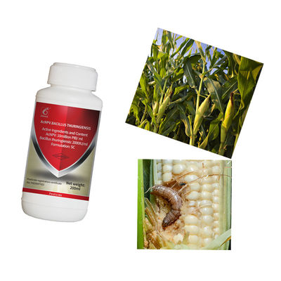 Lettuce Green Vegetable Pests Biological Pesticide Kill Spodoptera Frugiperda American White Moth AcNPV