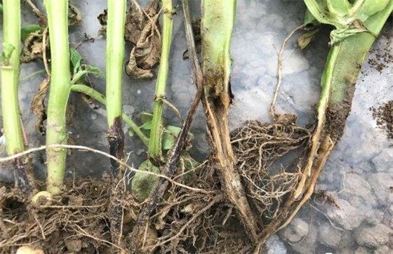 Bactericide Fungicide 6% Kasugamycin Internal Absorption Penetration Rice Melon Disease