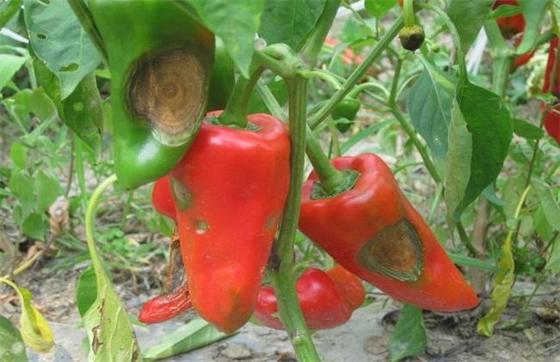 Economical Pesticide Bacillus velezensis Thick Green Leaves irrigation root blade spray tomato chili 