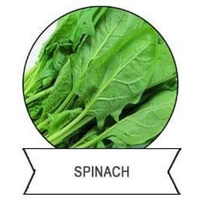 Natural Insecticide for Plants Safe Insect Killer Bug Spray PrGV BT Cropland Vegetable Garden