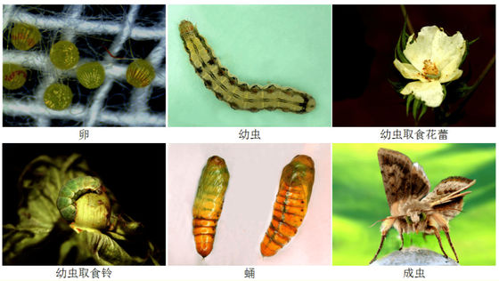 Eco-friendly Pesticide Prevent Helicoverpa Assulta for Tobacco Sweet Pepper Cotton Growth