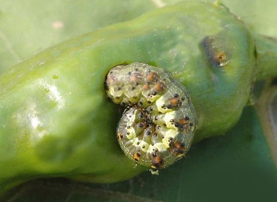 Good Quality Cotton Plant Protection Insect Viral Pesticide HaNPV Bt SC Cotton Bollworm Killer 