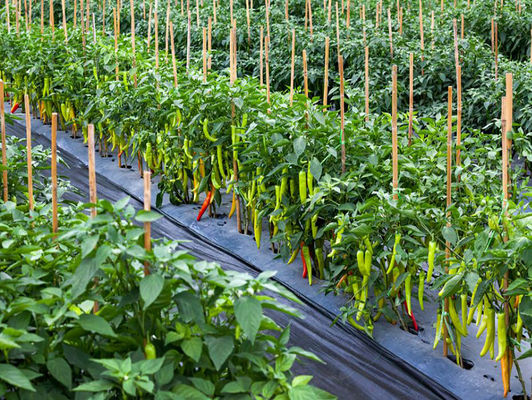HaNPV Bt Biological Pesticide for Cotton Crops - 10 Million PIB/mL HaNPV+2000IU/mL Bt, Eco-friendly, Targets Cotton Bollworm and Tobacco Budworm