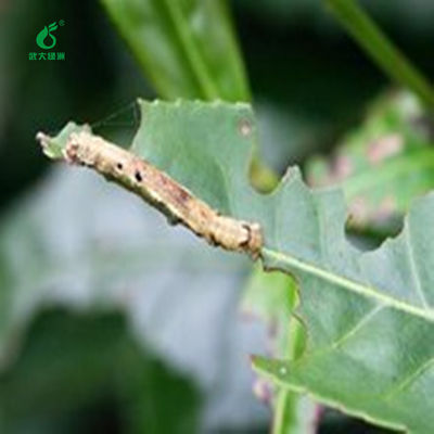 EoNPV Kill Tea Caterpillar Pests Elimination Organic Pesticide Good Taste Healthy 