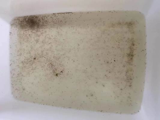 Mosquito Larvae Insecticide Pool Killing BTi Most Effective Wriggler Trap